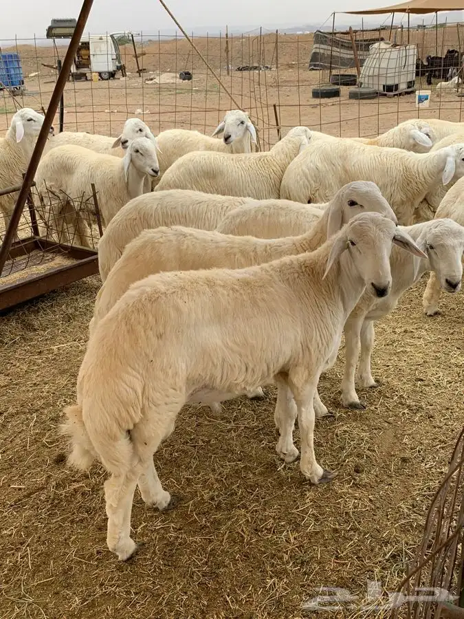 حري ذبايح رمضان ذبائح ثلاجه يوجد صلخ وتوصيل اوزان 30كيلو 7