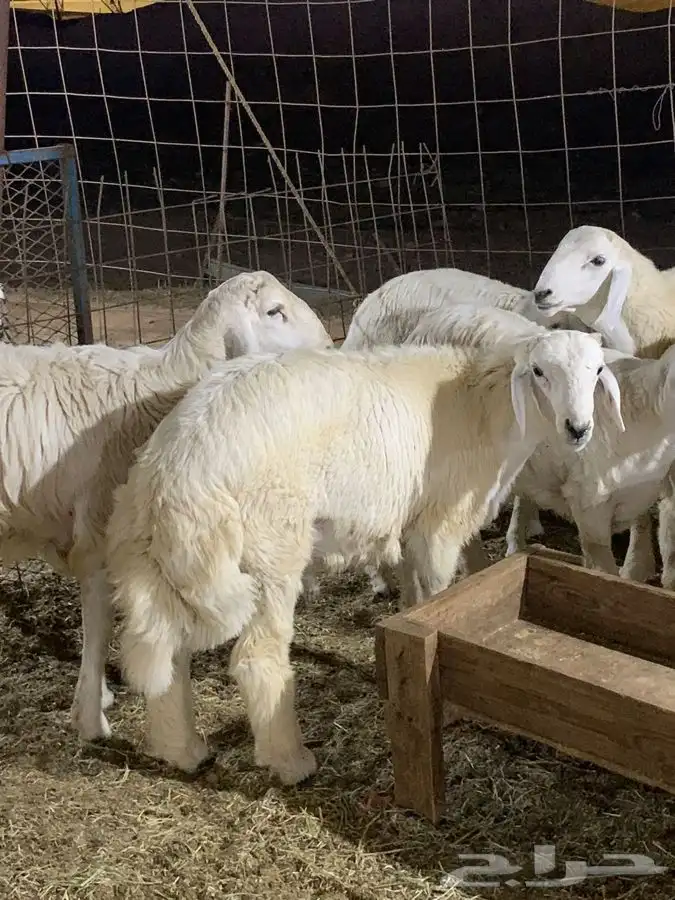 حري ذبايح رمضان ذبائح ثلاجه يوجد صلخ وتوصيل اوزان 30كيلو 6