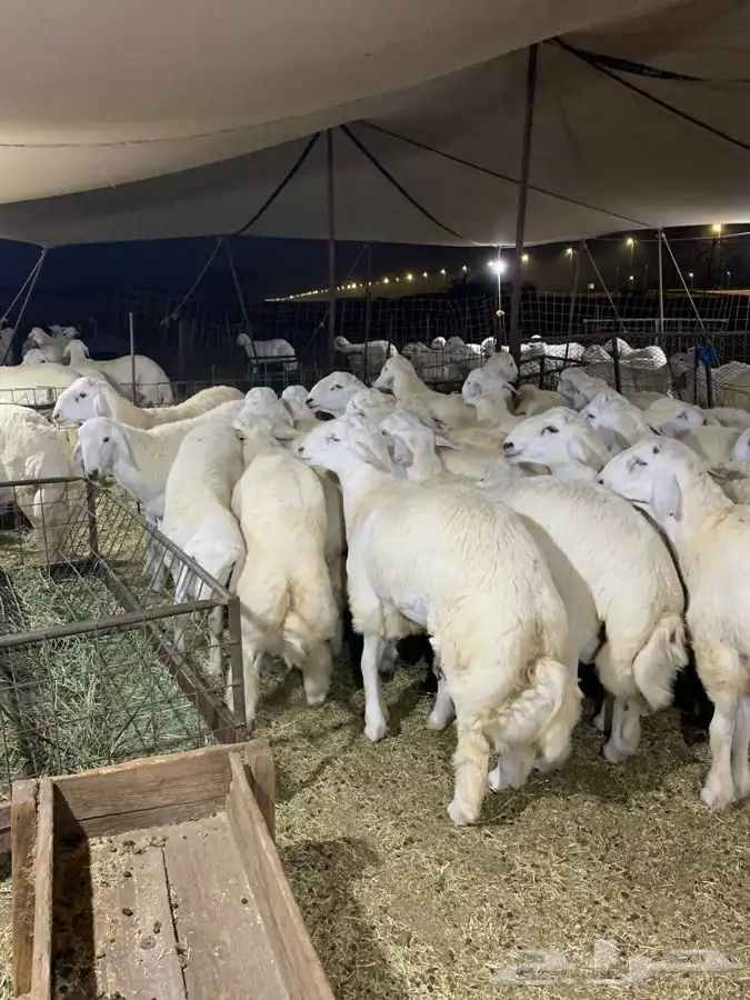 حري ذبايح رمضان ذبائح ثلاجه يوجد صلخ وتوصيل اوزان 30كيلو 1