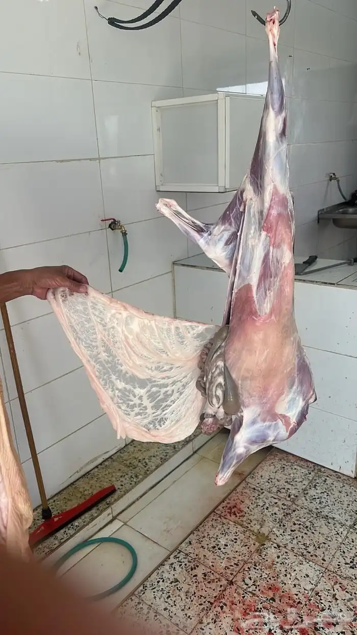 ذبايح ابو حزام خرفان وتيوس حلال كفو 14