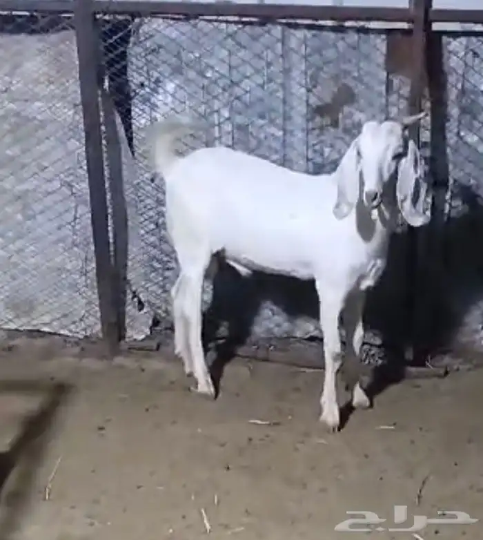تيس عمر 6 اشهر 0