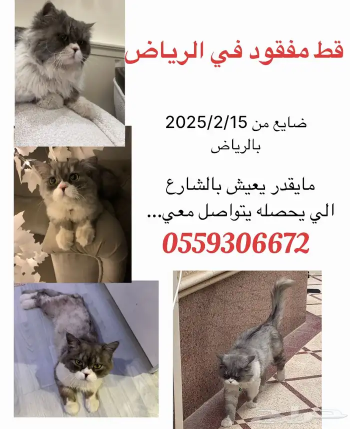قط شيرازي مفقود في المرقب 2