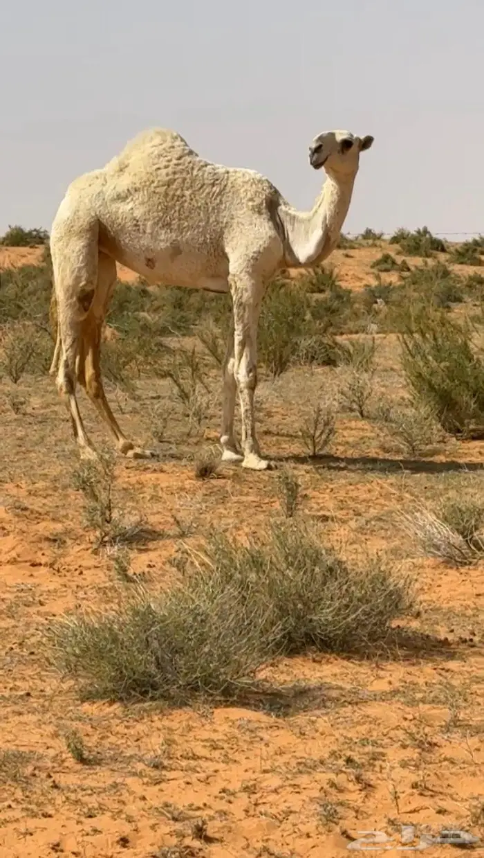 بكره حق وضحى باتليه 3