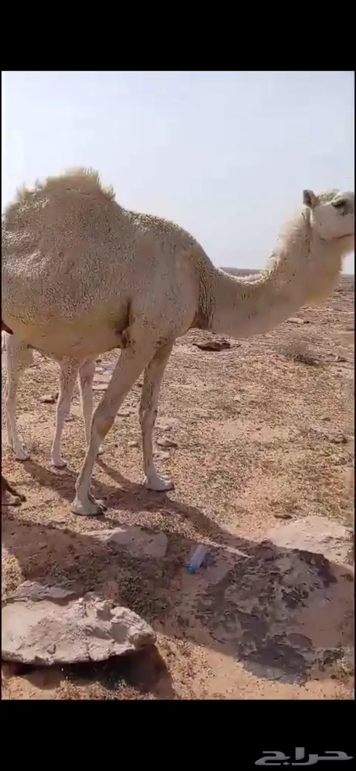 خلفه تحتها قعود كفو هديه وضحا سليمه من العذريب 2