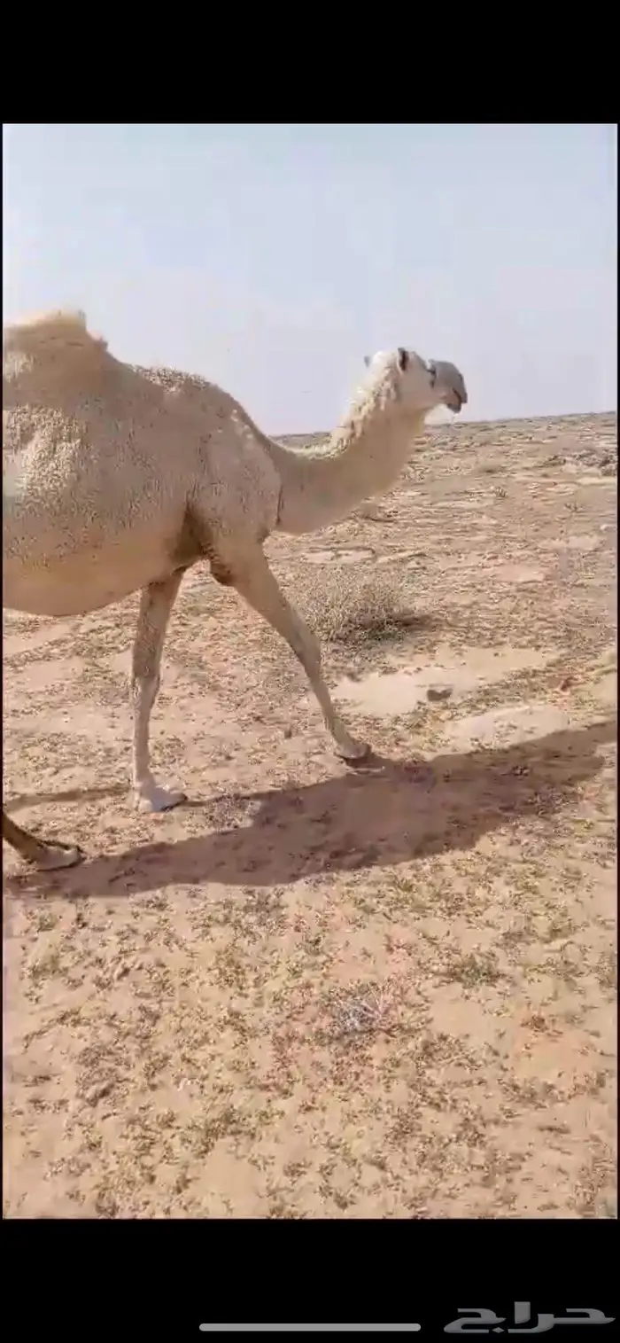 خلفه تحتها قعود كفو هديه وضحا سليمه من العذريب 4