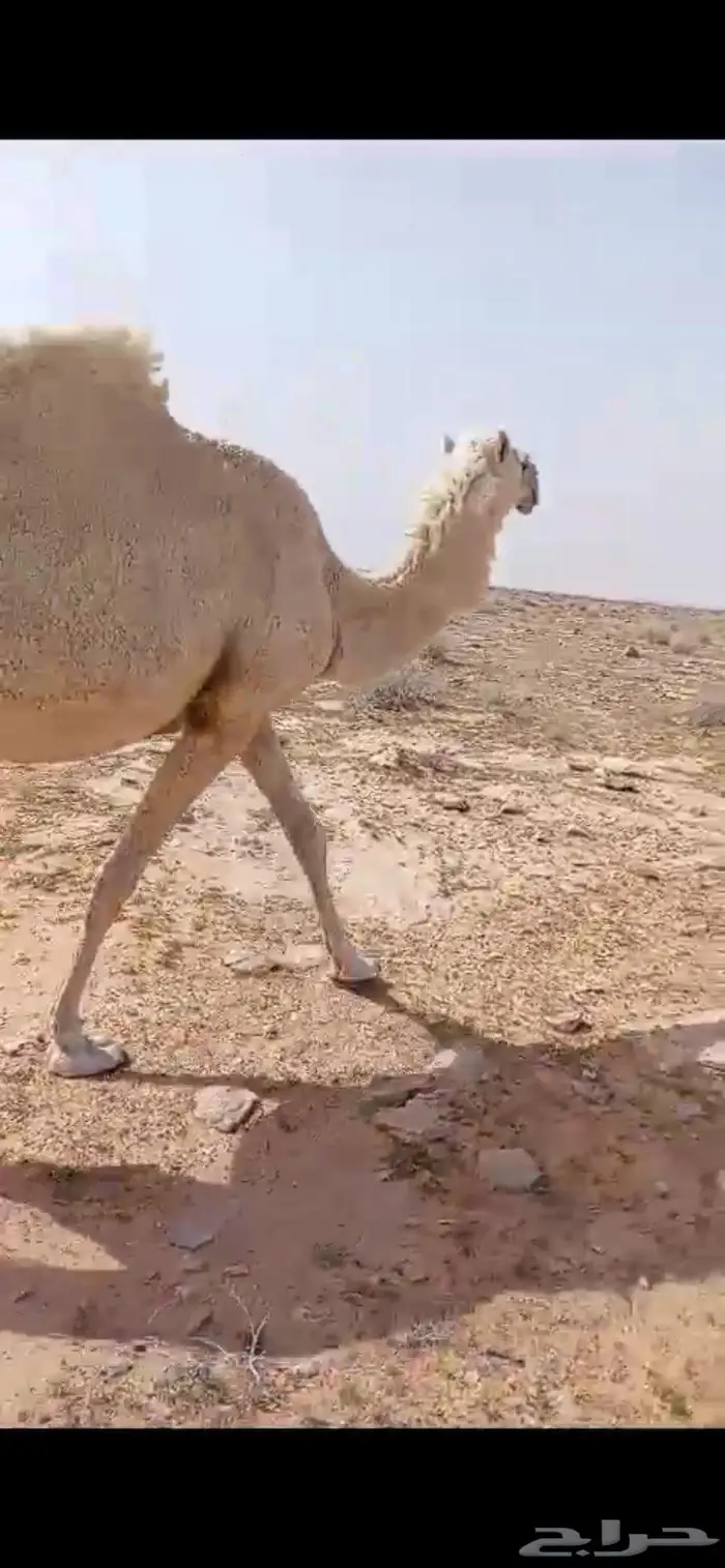 خلفه تحتها قعود كفو هديه وضحا سليمه من العذريب 6