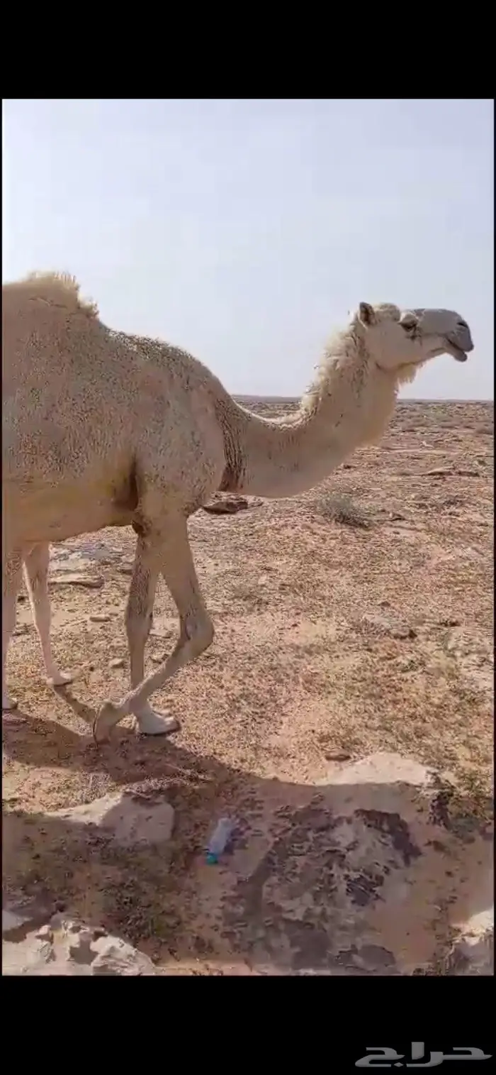 خلفه تحتها قعود كفو هديه وضحا سليمه من العذريب 3