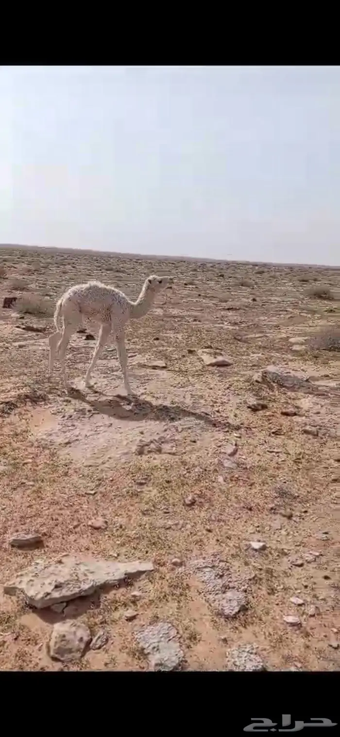 خلفه تحتها قعود كفو هديه وضحا سليمه من العذريب 5