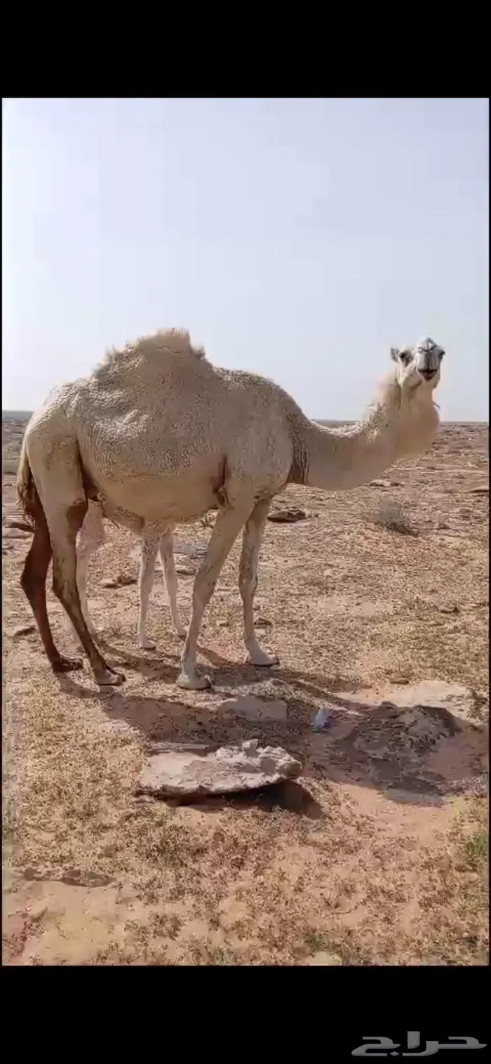 خلفه تحتها قعود كفو هديه وضحا سليمه من العذريب 1