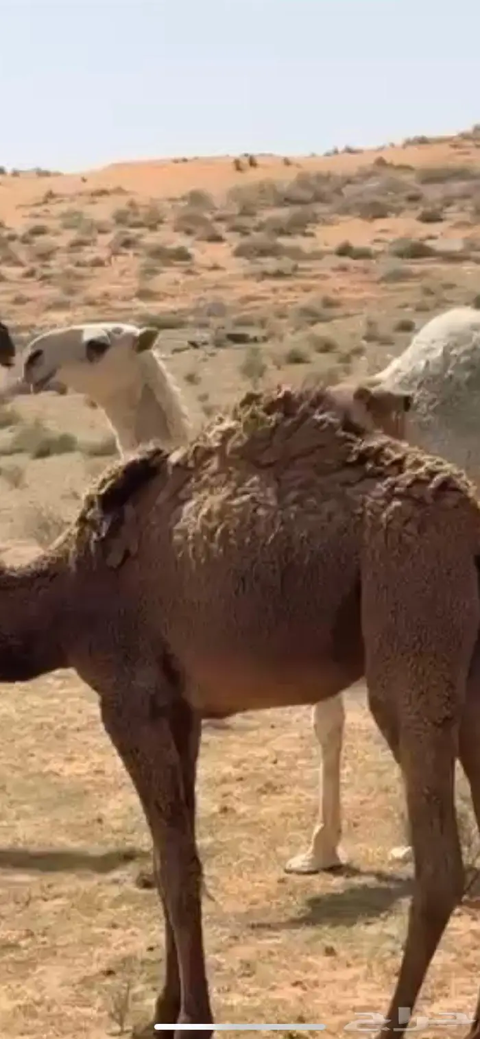 بكره حق وضحى باتليه 0