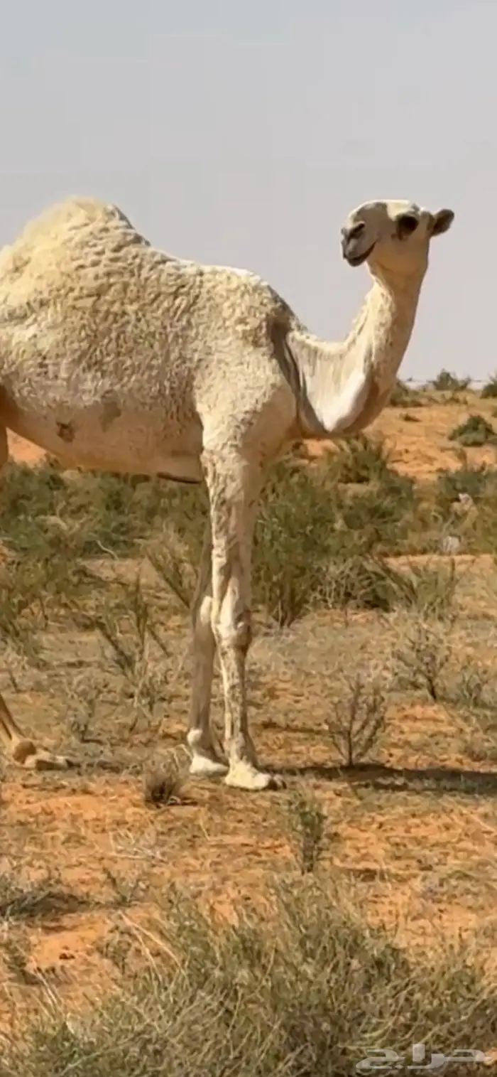 بكره حق وضحى باتليه 1