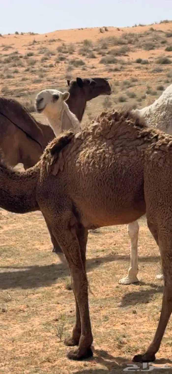 بكره حق وضحى باتليه 2
