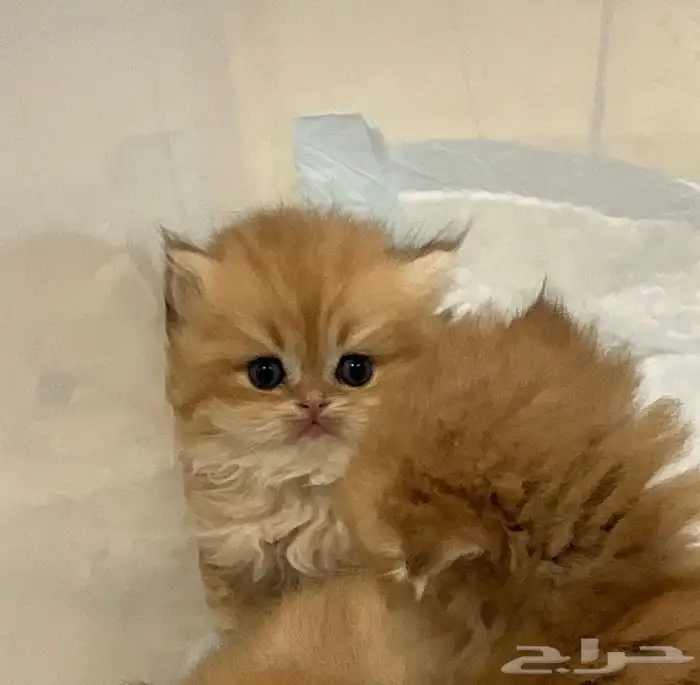 للبيع قط برتش مسجل لونق هير Ny12 مستوى عالي 1