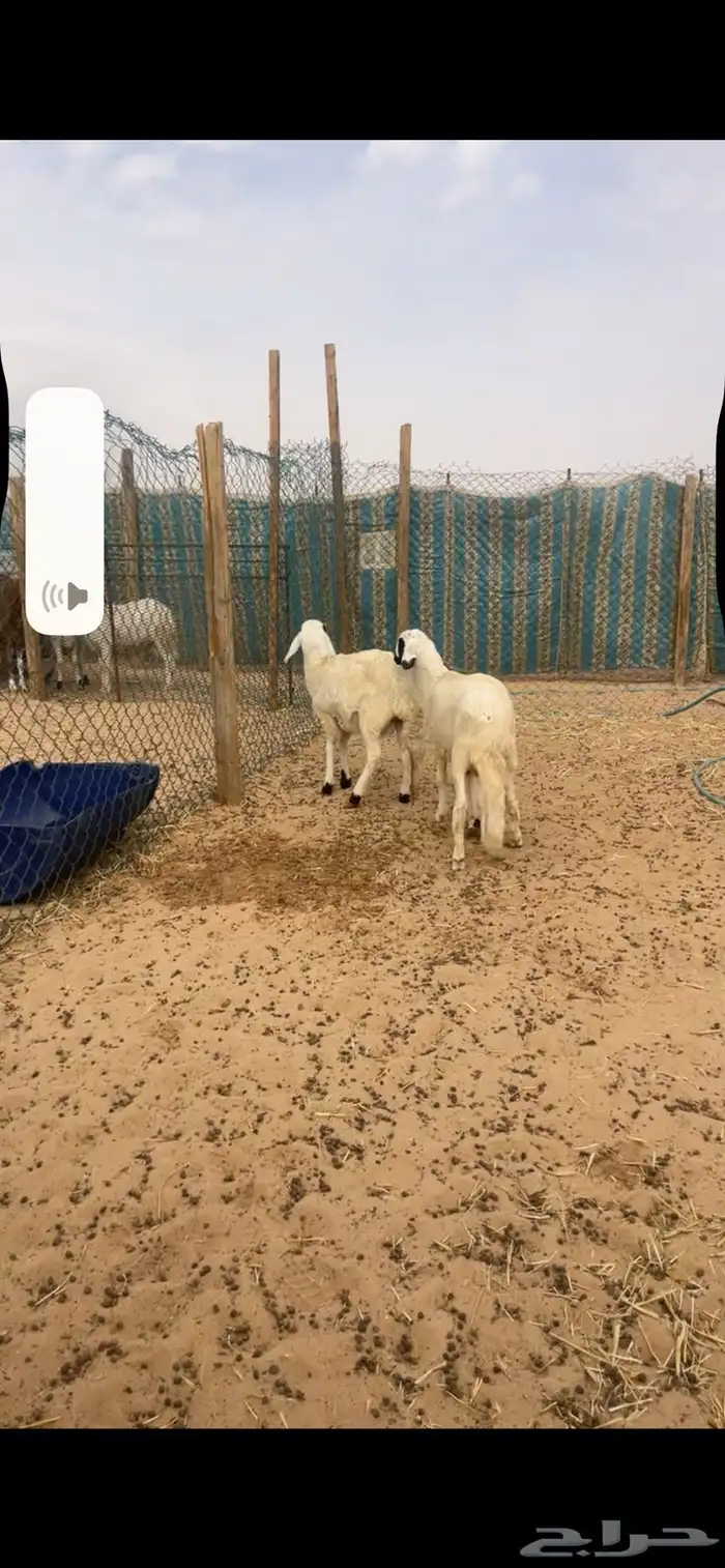 ذبايح سواكن مع الصلخ والتصويل 2