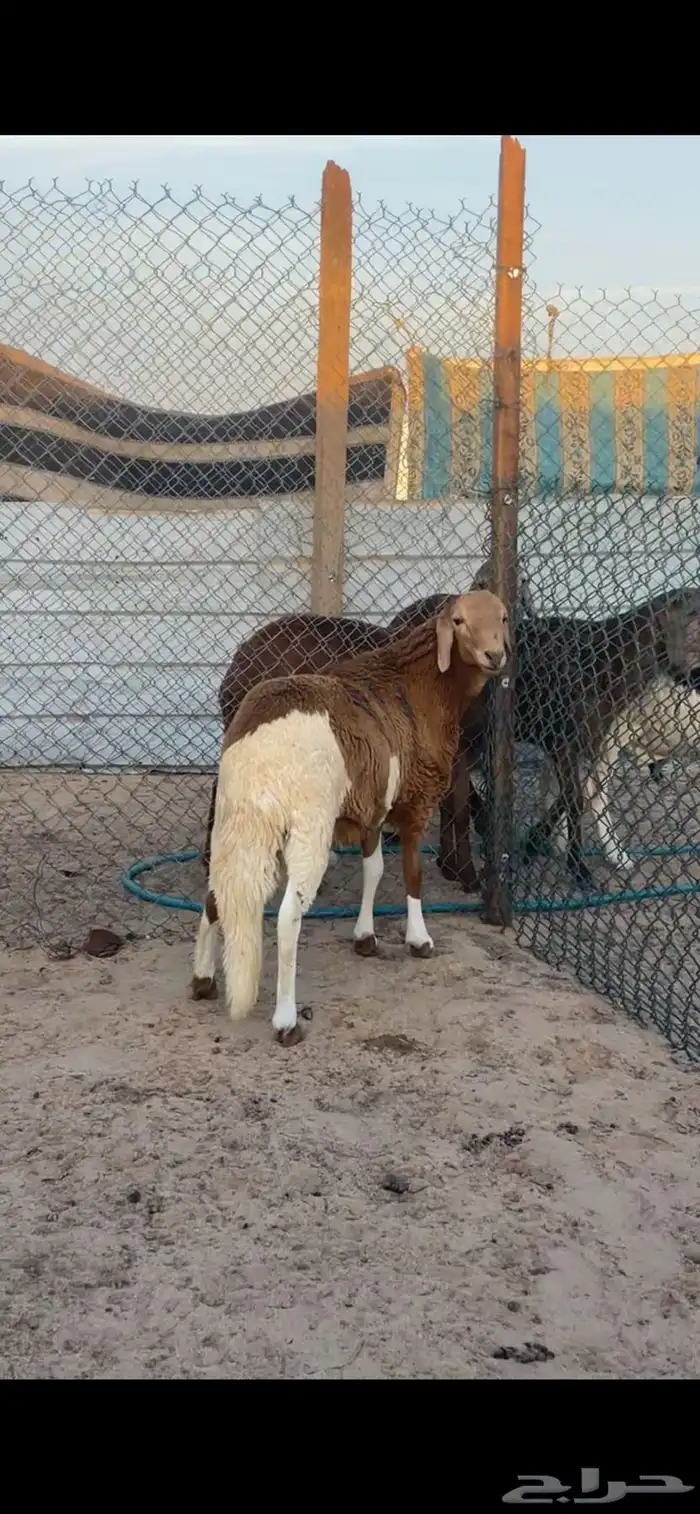 ذبايح سواكن مع الصلخ والتصويل 7