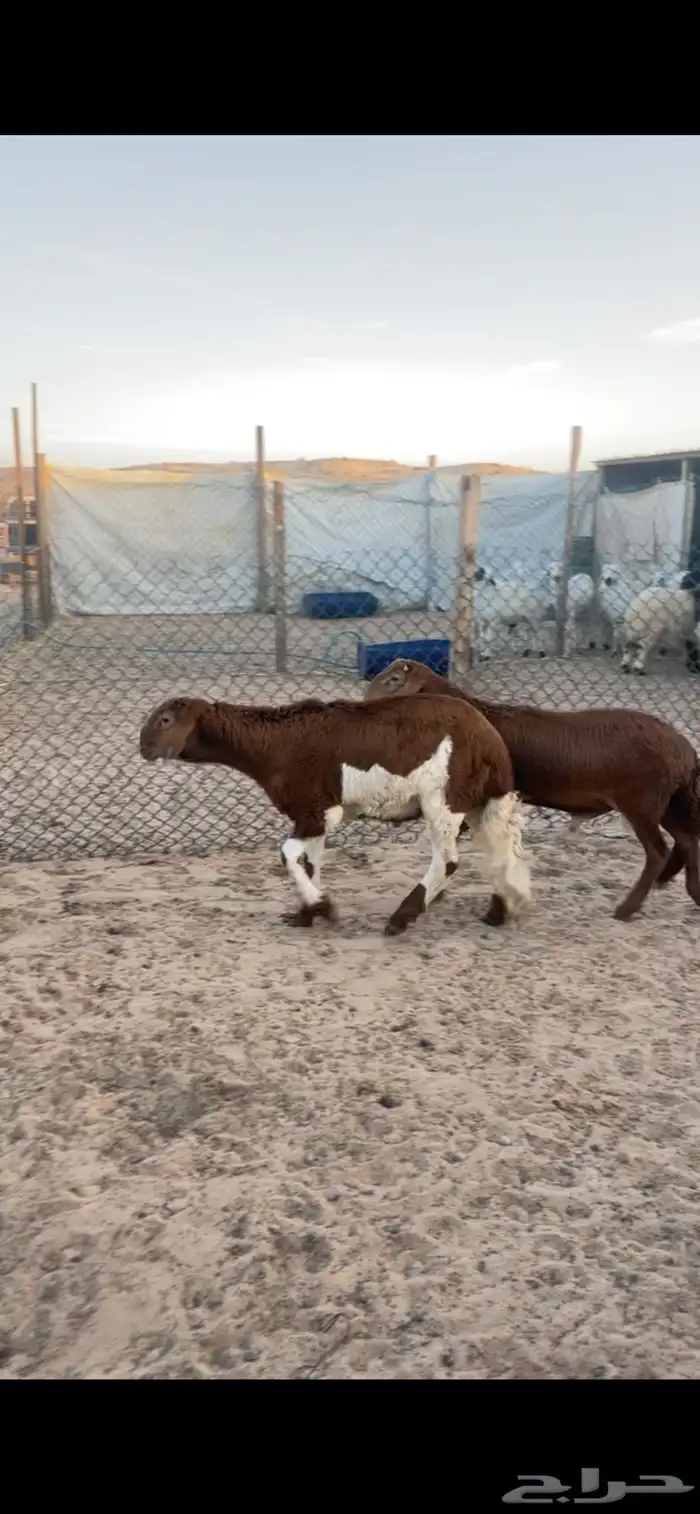 ذبايح سواكن مع الصلخ والتصويل 8