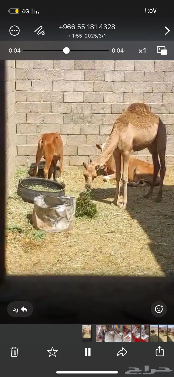 حاشي بلدي شرط كفو شركه 3