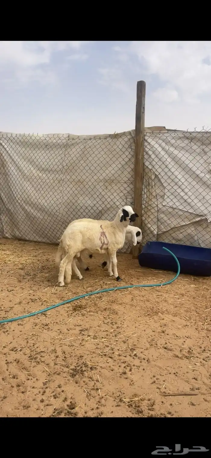 ذبايح سواكن مع الصلخ والتصويل 3