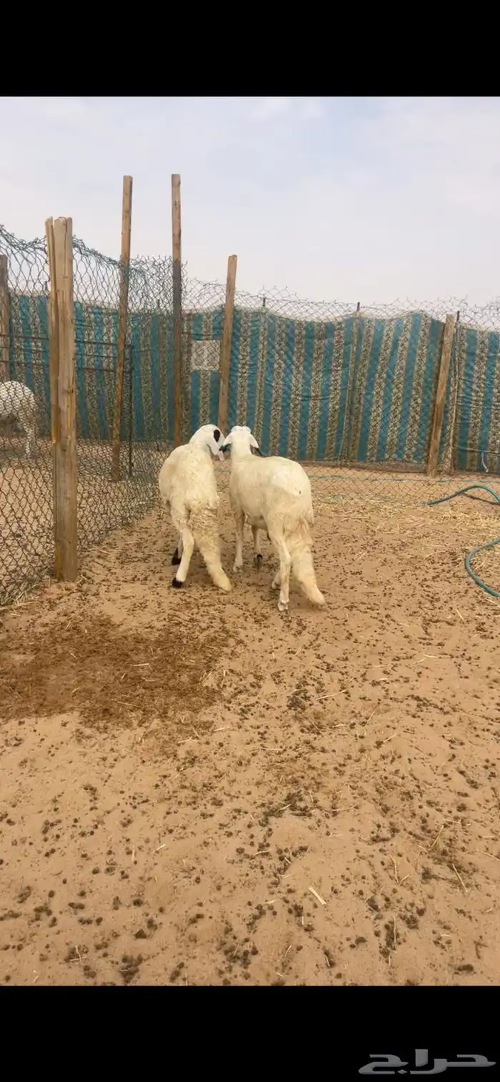 ذبايح سواكن مع الصلخ والتصويل 1