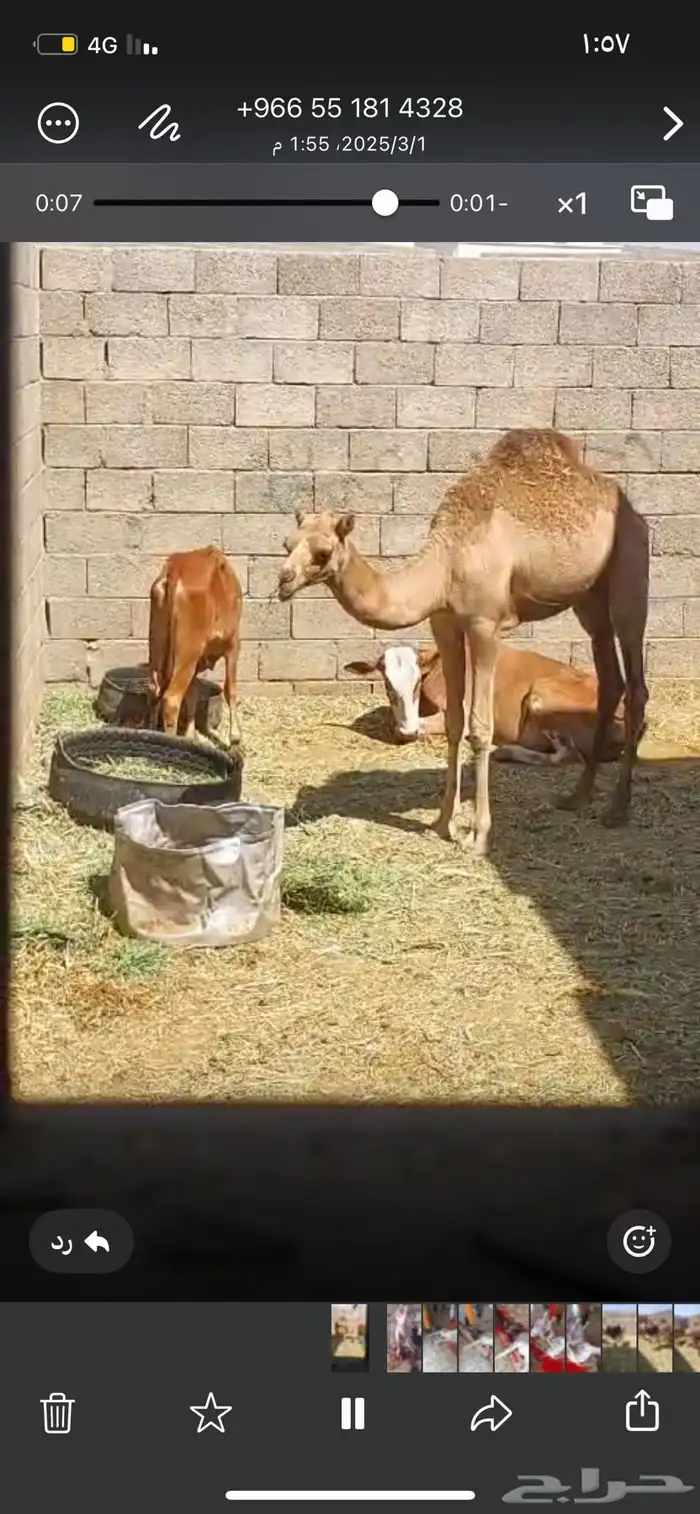 حاشي بلدي شرط كفو شركه 0