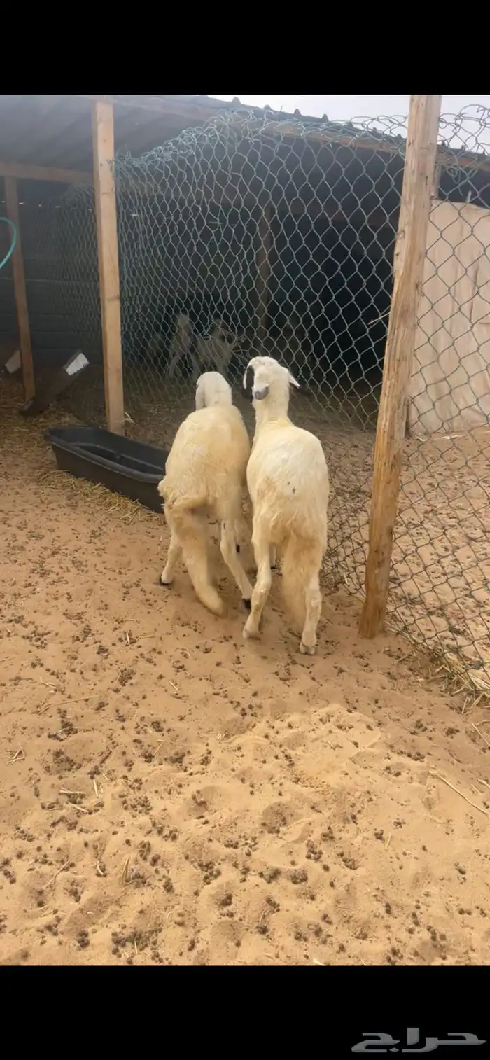 ذبايح سواكن مع الصلخ والتصويل 0