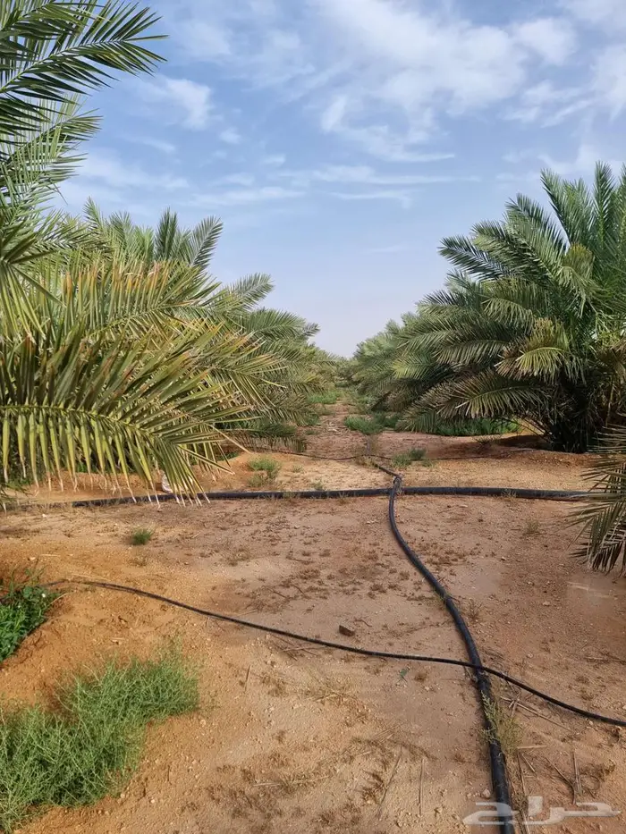 للبيع فسائل نخيل بسعر مناسب 2