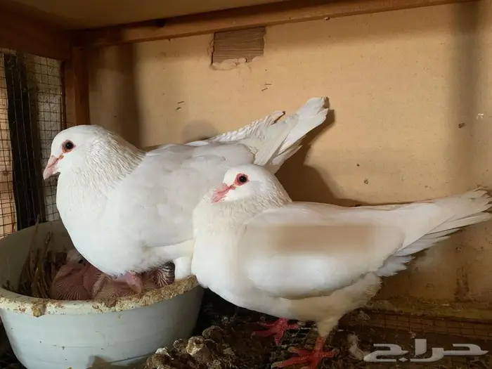 للبيع جوز فرنسي ملكي وجوز فرش 5