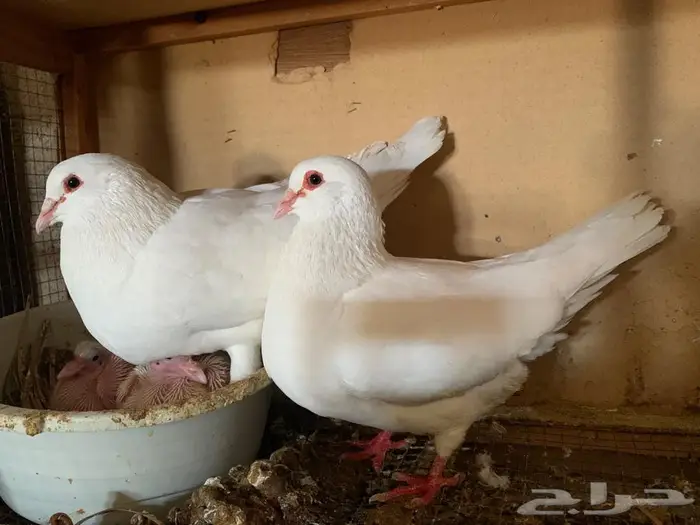 للبيع جوز فرنسي ملكي وجوز فرش 7