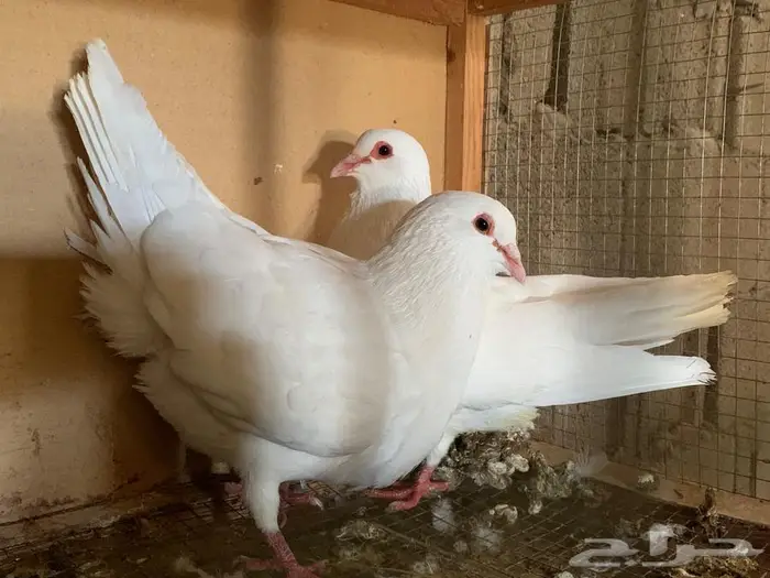 للبيع جوز فرنسي ملكي وجوز فرش 6