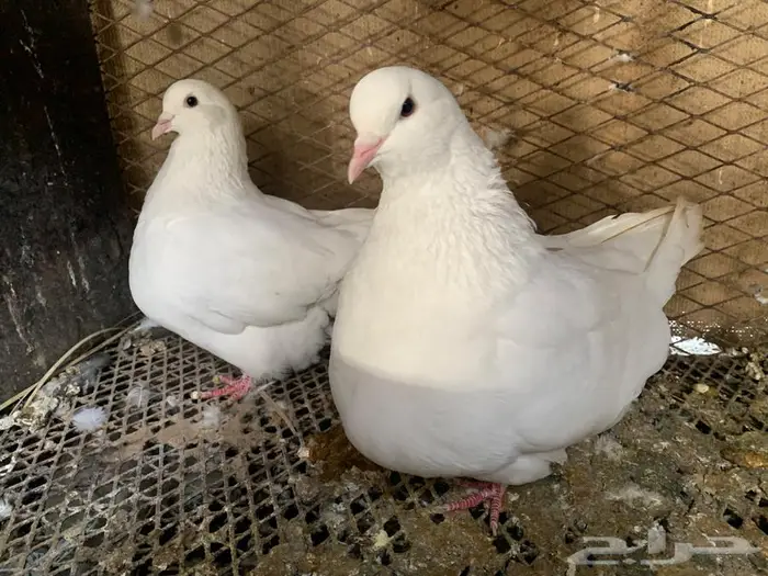 للبيع جوز فرنسي ملكي وجوز فرش 0