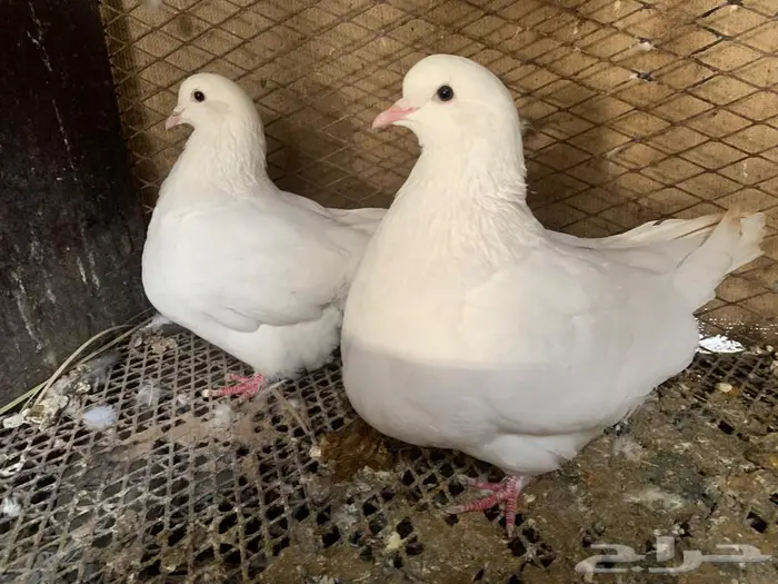 للبيع جوز فرنسي ملكي وجوز فرش 1