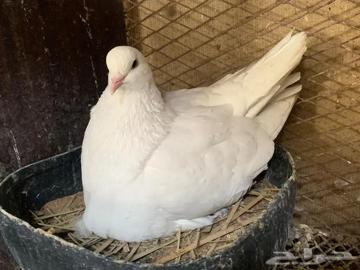 للبيع جوز فرنسي ملكي وجوز فرش 3