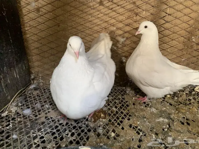 للبيع جوز فرنسي ملكي وجوز فرش 2