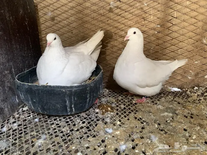 للبيع جوز فرنسي ملكي وجوز فرش 4