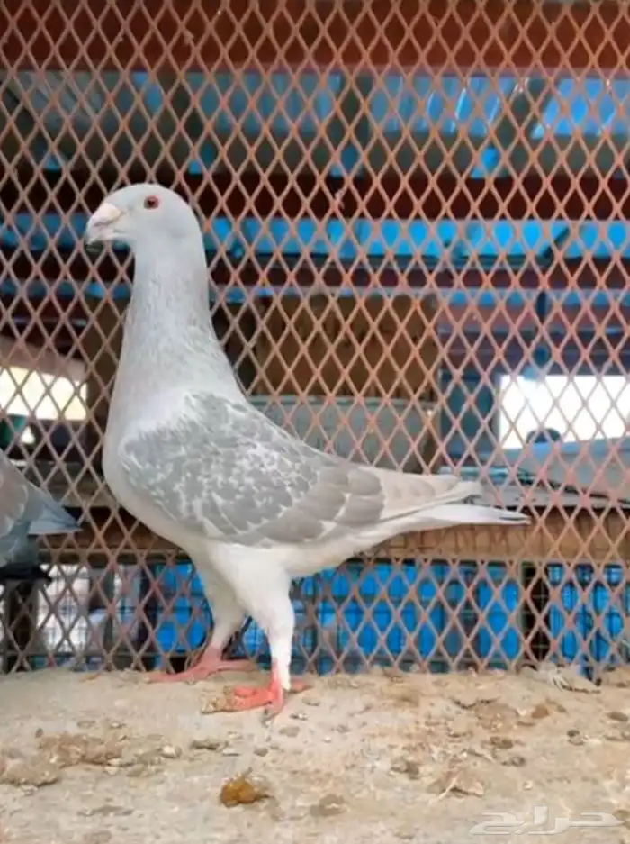 هومر لافندر منتج 0