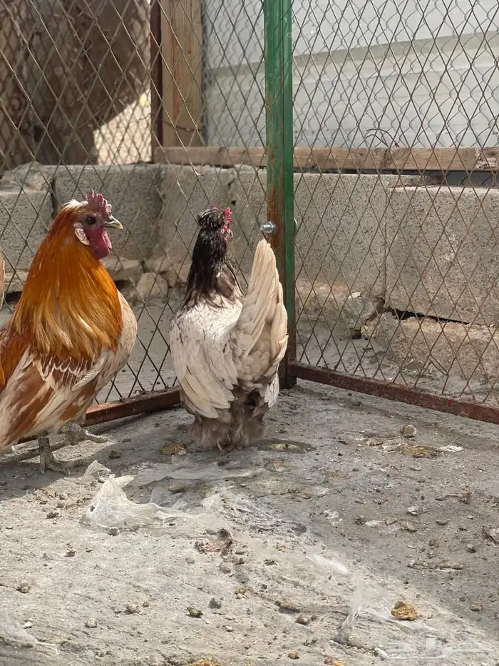 طقم حباحب لون ملون مستوى طيب 8