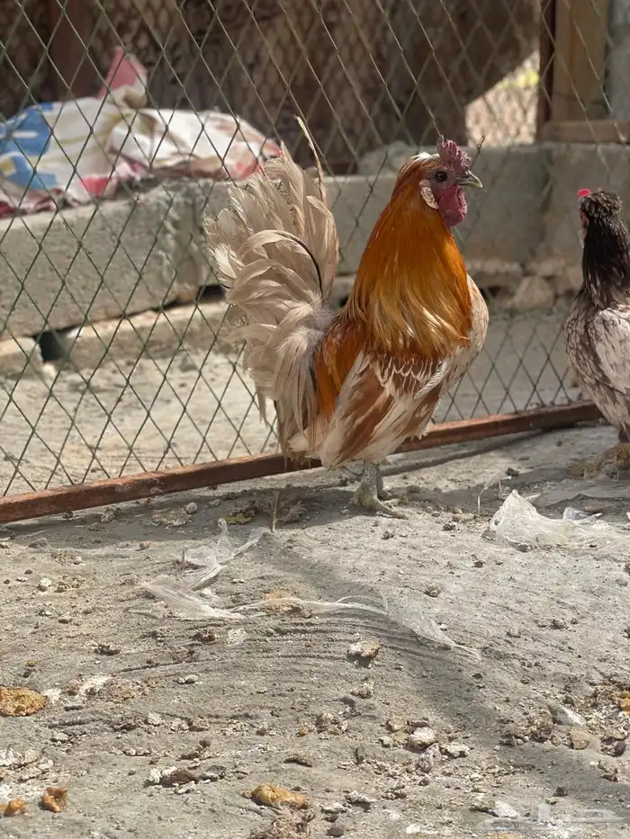 طقم حباحب لون ملون مستوى طيب 9