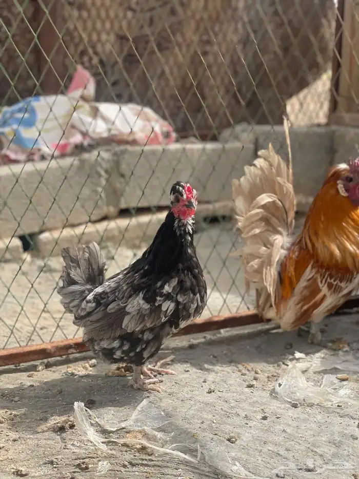 طقم حباحب لون ملون مستوى طيب 6