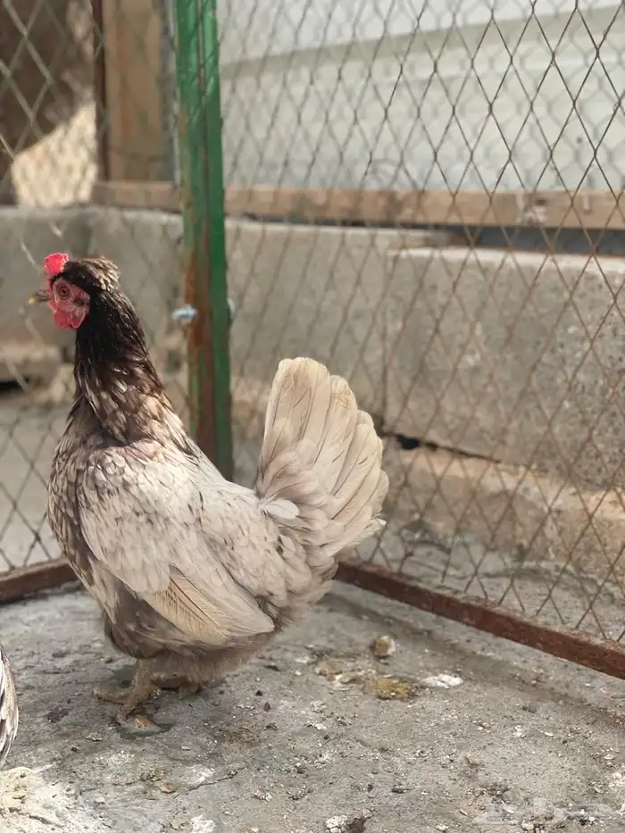 طقم حباحب لون ملون مستوى طيب 3