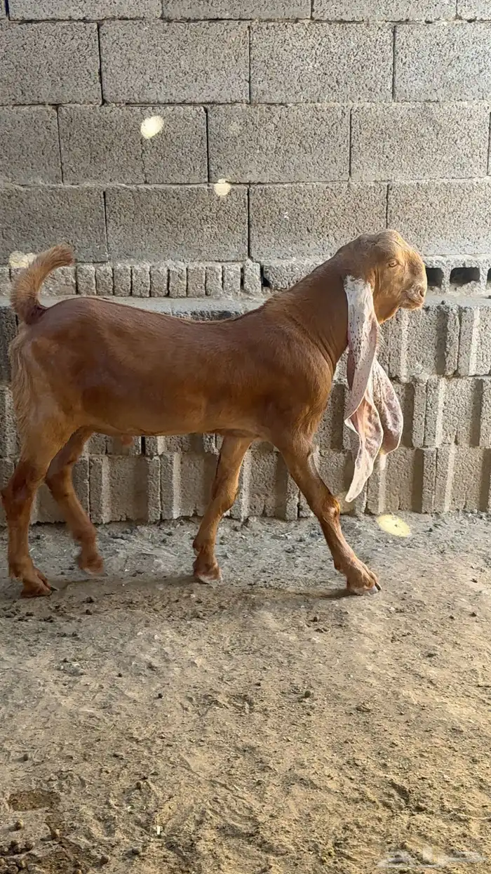 مشروع فحل هولندي فاخر 6