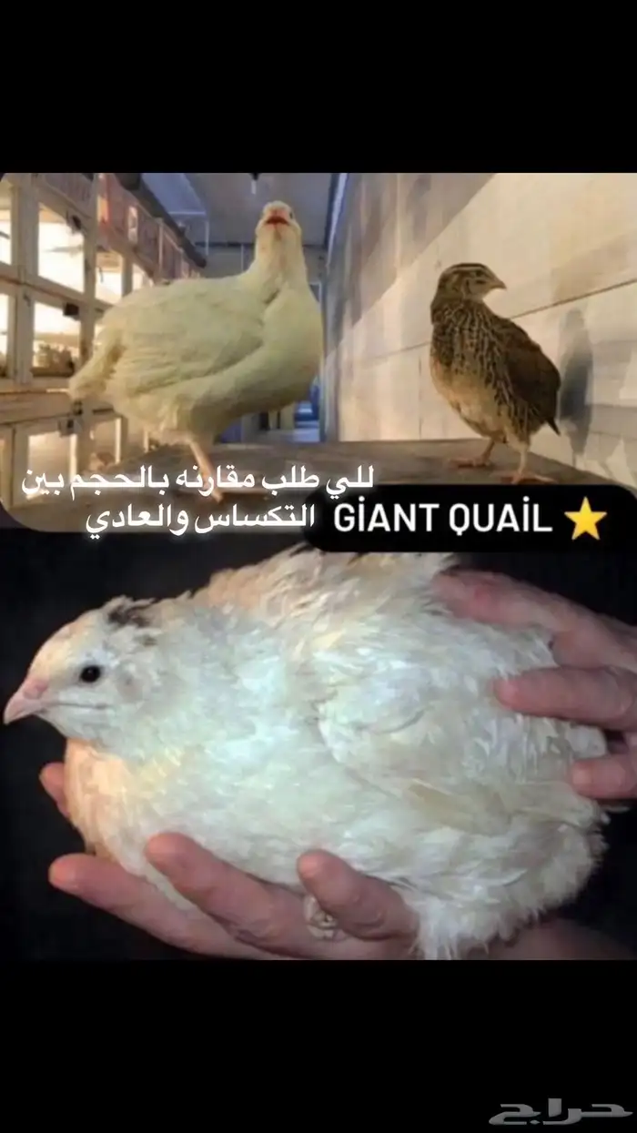 بدء بيع الدفعه الجديده من السمان العملاق تكساس 2