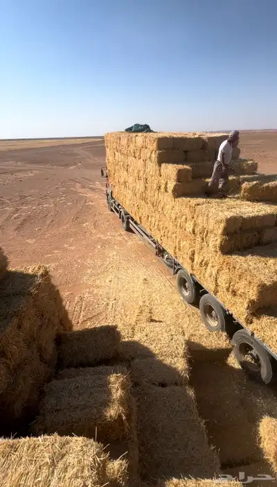 الدفع عند الاستلام تبن قمح 2