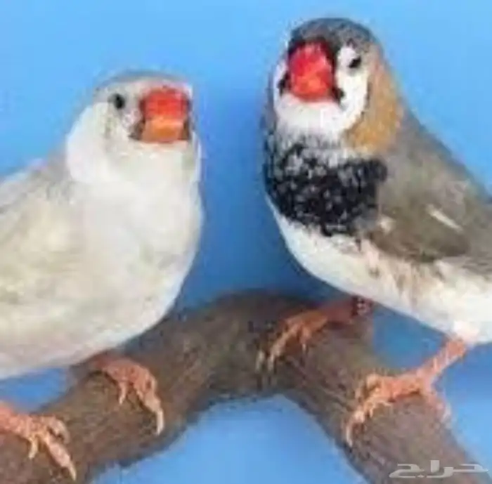 زيبرا 0