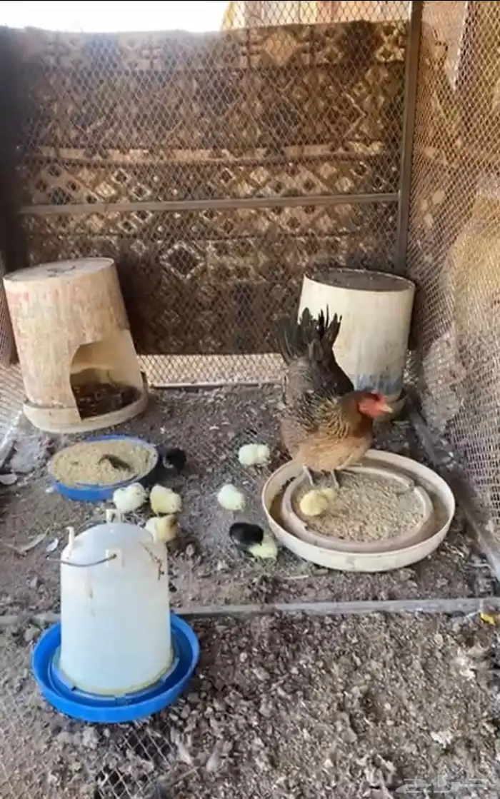 دجاج بلدي حظان مع صيصانها 5