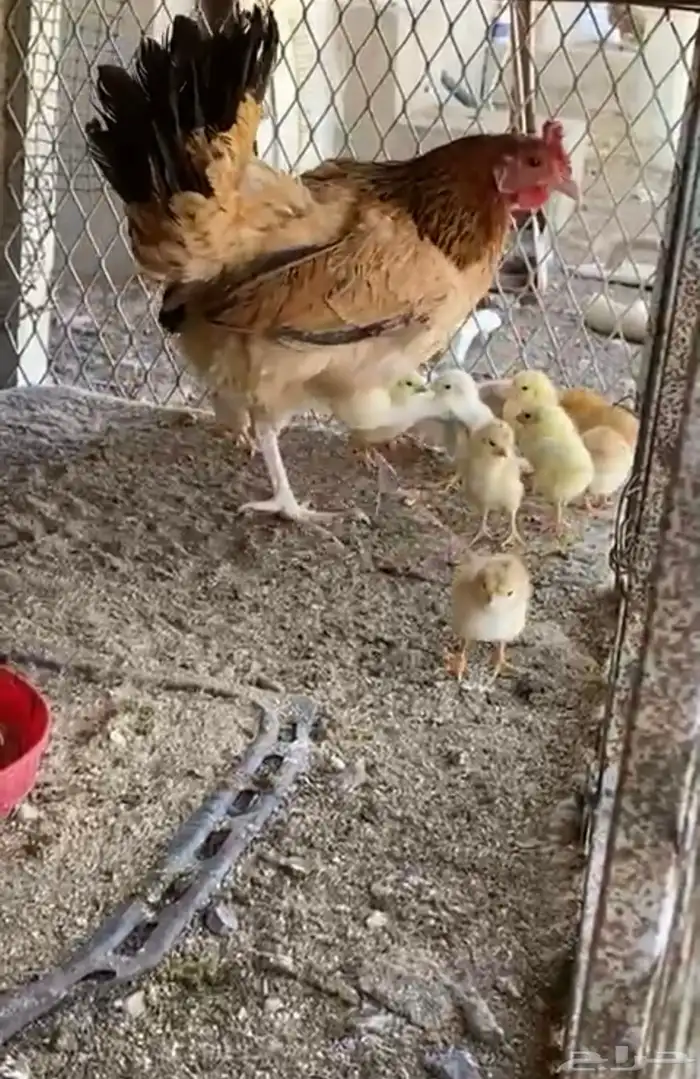 دجاج بلدي حظان مع صيصانها 1