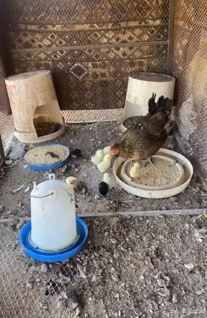 دجاج بلدي حظان مع صيصانها 7