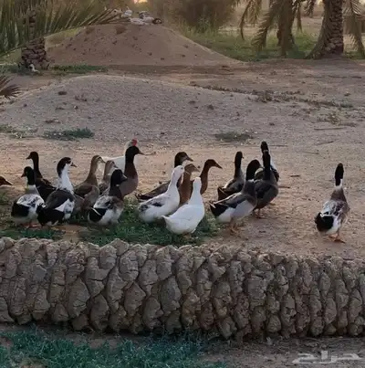 بط بكيني بياض و شرشيري بياض 2
