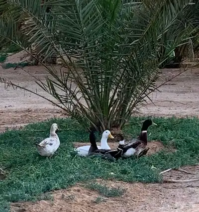 بط بكيني بياض و شرشيري بياض 1