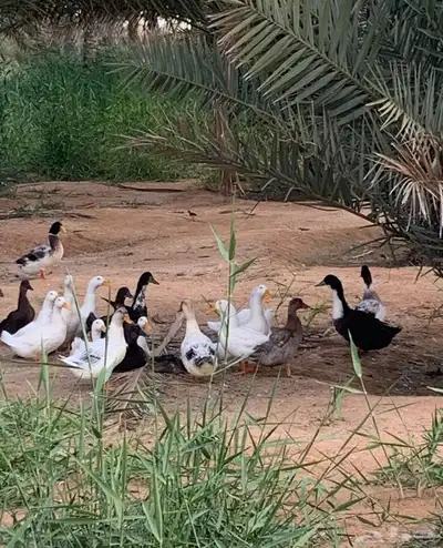 بط بكيني بياض و شرشيري بياض 0