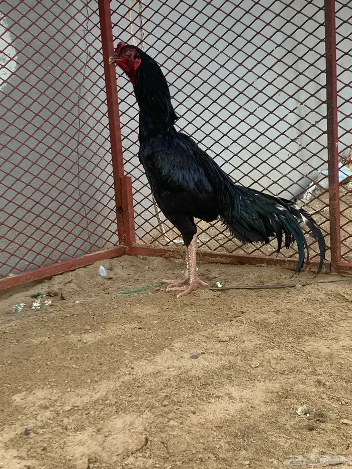 ديك ودجاجة باكستاني شرط 1